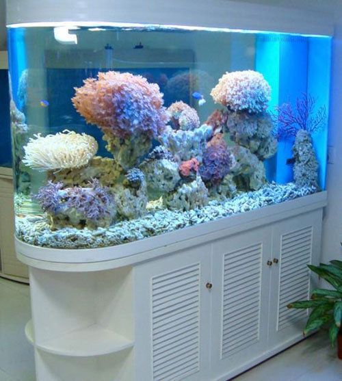 居家养鱼风水考究，，怎么养鱼招财气？？