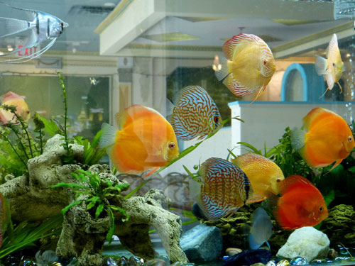 居家养鱼风水考究，，怎么养鱼招财气？？